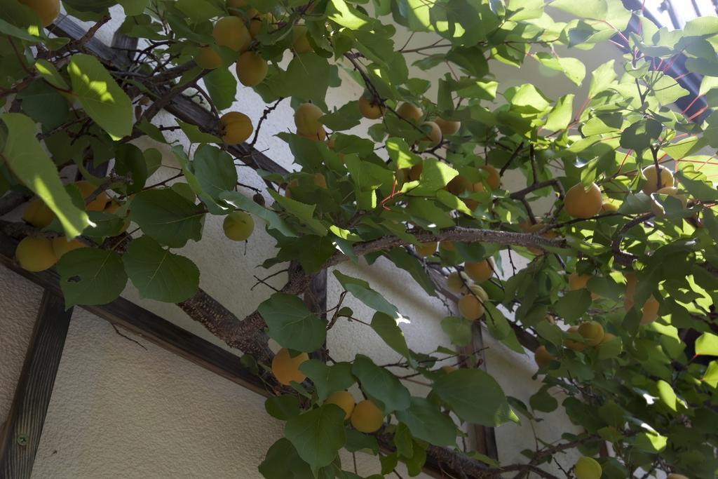Gaestehaeuser Anni Ehrndorfer Ried im Innkreis-i járás Kültér fotó